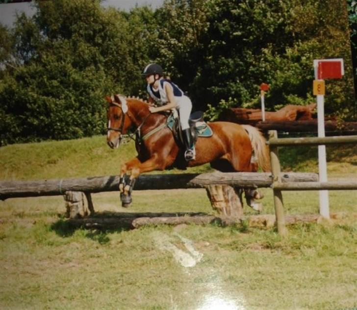 Anden særlig race Highlands Martinique - Landsstævne Holte, pony svær. billede 11