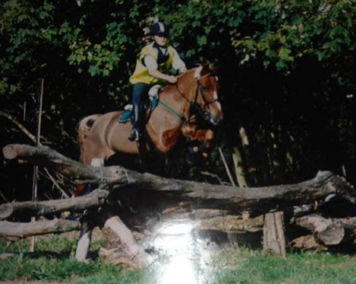 Anden særlig race Highlands Martinique - Landsstævne Sønderskov, pony let billede 12