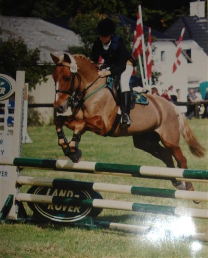 Anden særlig race Highlands Martinique - Landsstævne Sønderskov, pony let billede 13