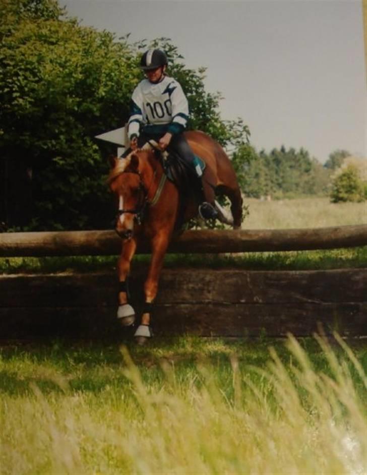 Anden særlig race Highlands Martinique - Landsstævne Næstved, pony let billede 14