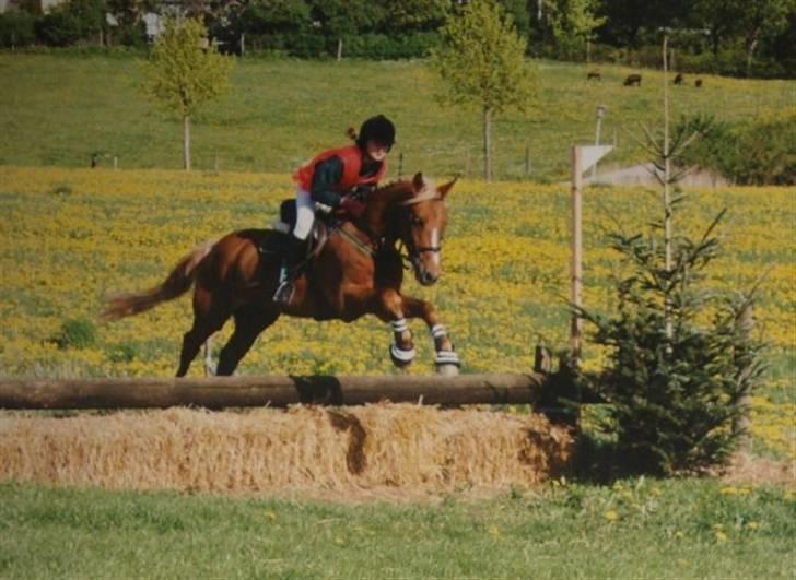 Anden særlig race Highlands Martinique - Landsstævne Ringe, pony let - Det første stævne, og vi vandt. billede 15