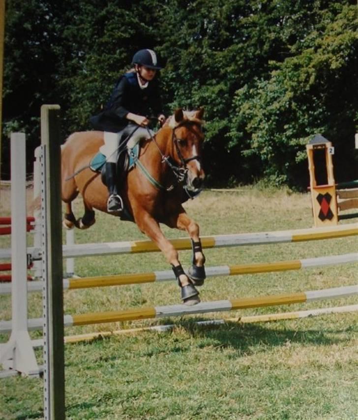 Anden særlig race Highlands Martinique - Landsstævne Ringsted, pony svær. billede 16