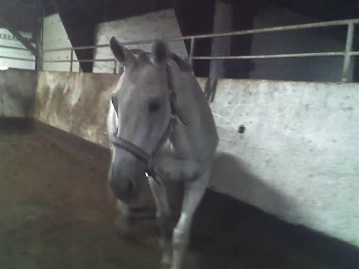 Trakehner Galico R.I.P Himmelhest billede 16