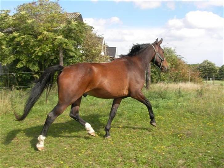 Oldenborg Horsebjerg Twister billede 17