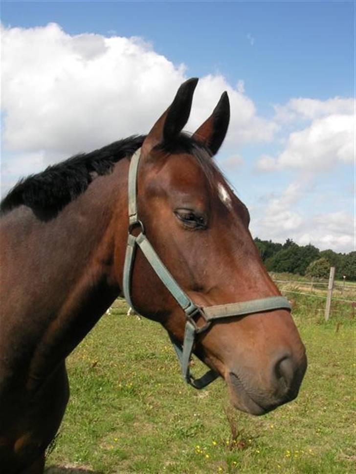 Oldenborg Horsebjerg Twister billede 19