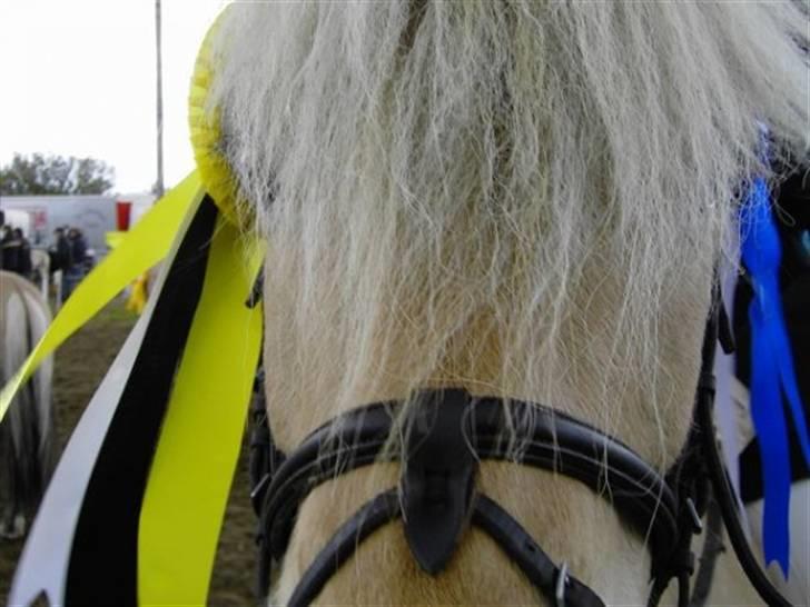 Fjordhest Borken Fra Skårhaug*solgt* billede 3