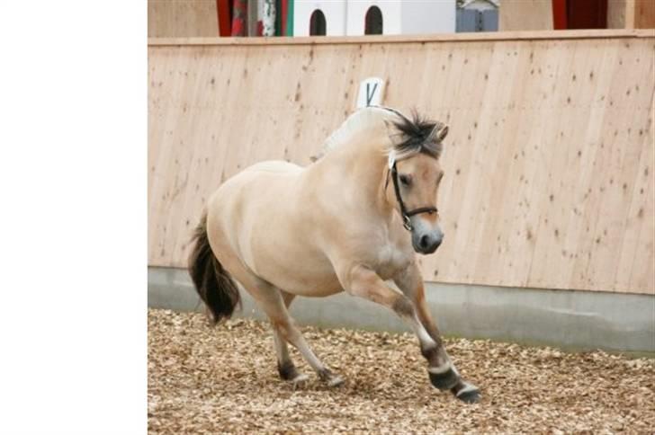 Fjordhest Mosegårdens Bine - Kåring 2007 billede 1
