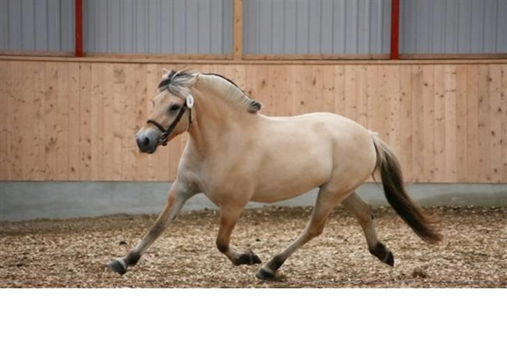 Fjordhest Mosegårdens Bine - Kåring 2007 billede 2