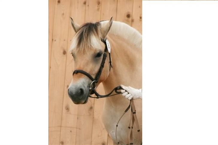 Fjordhest Mosegårdens Bine - Kåring 2007 billede 3