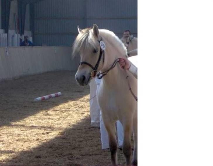 Fjordhest Mosegårdens Bine - Plagskue 2006 billede 4