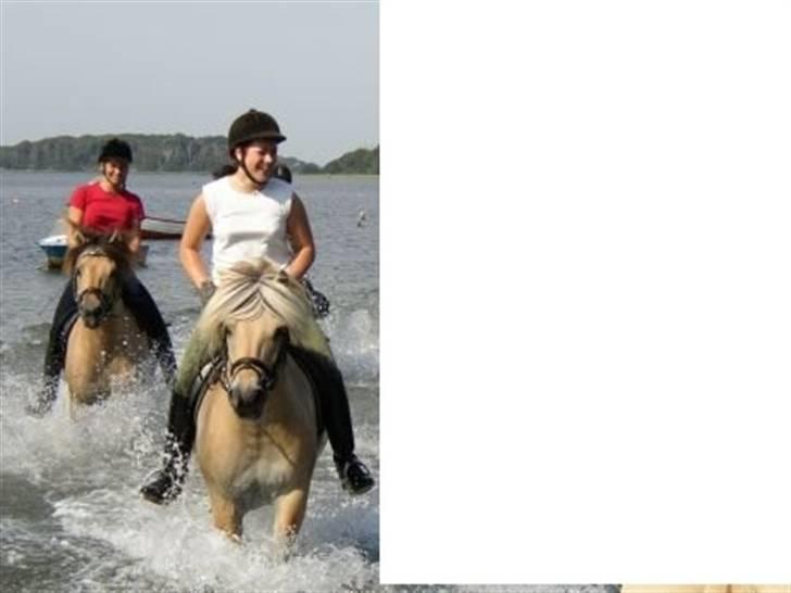 Fjordhest Borken Fra Skårhaug*solgt* billede 5