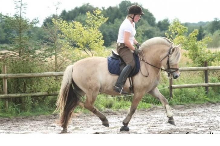 Fjordhest Borken Fra Skårhaug*solgt* billede 6