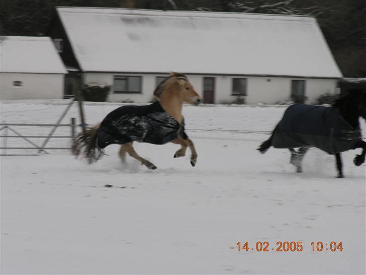 Fjordhest Qvark billede 2