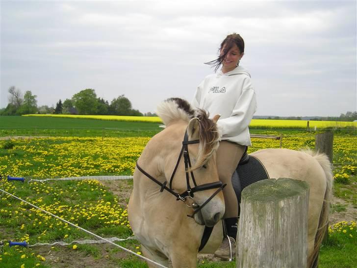 Fjordhest Qvark billede 3