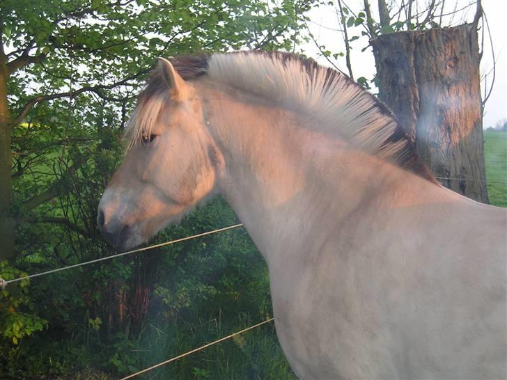 Fjordhest Qvark billede 4