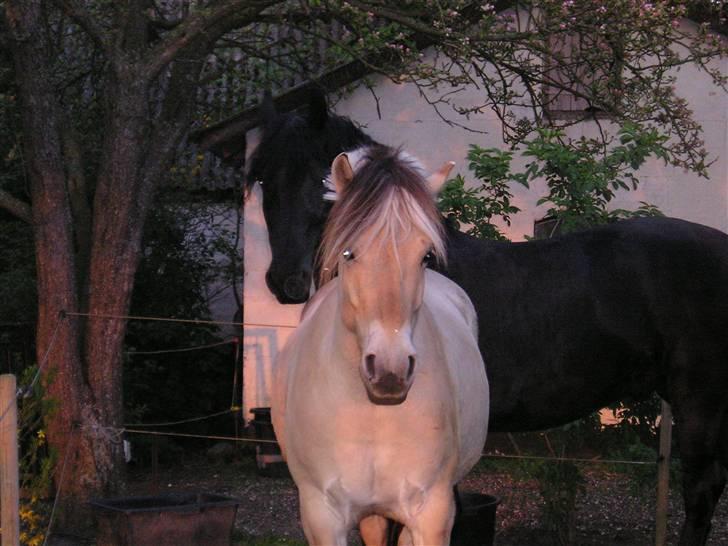 Fjordhest Qvark billede 5