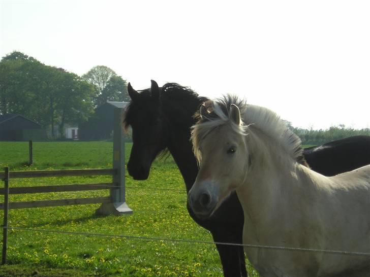 Fjordhest Qvark billede 6