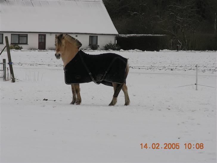 Fjordhest Qvark billede 7