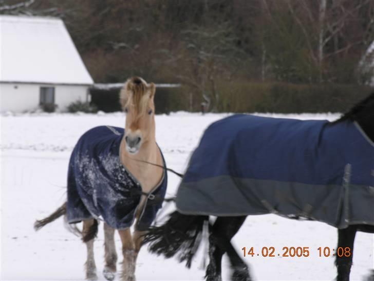 Fjordhest Qvark billede 8