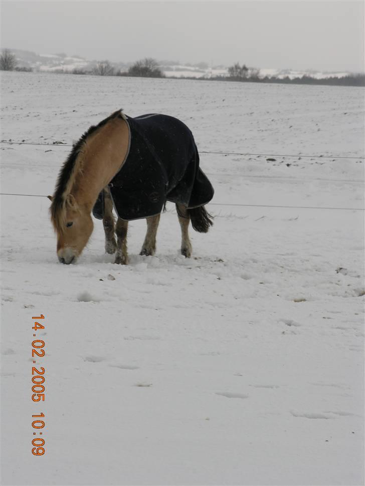 Fjordhest Qvark billede 9