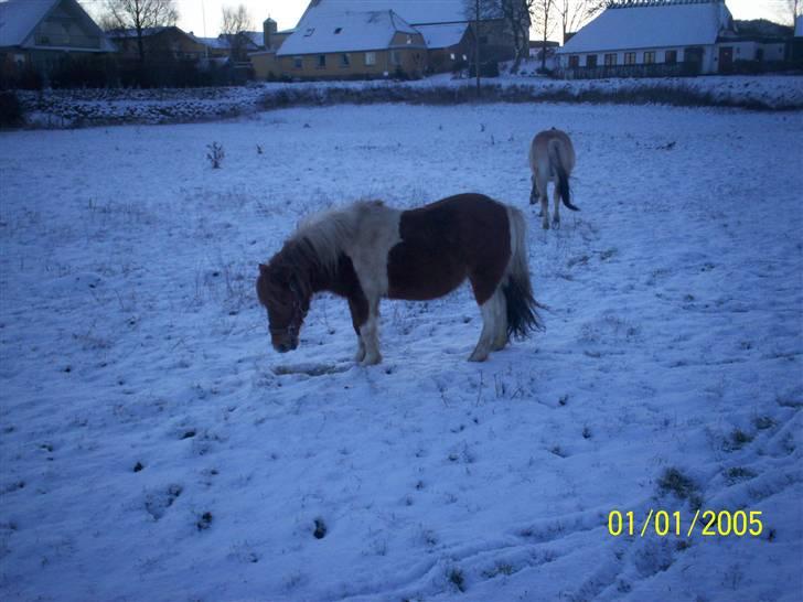 Shetlænder Freja (solgt) billede 10