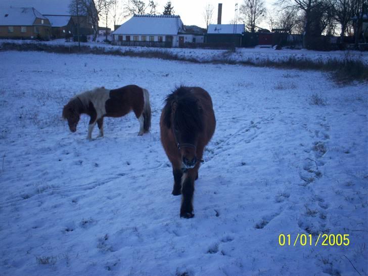Anden særlig race Tino (solgt) billede 14