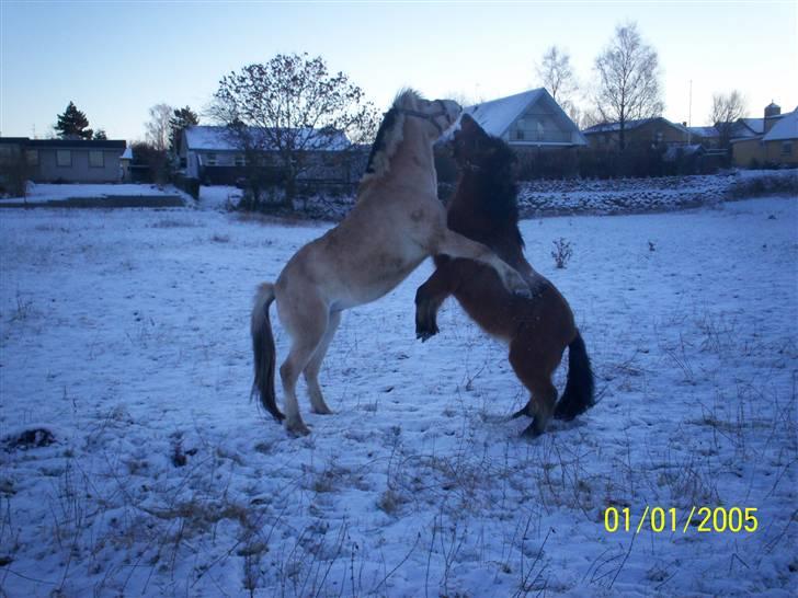 Anden særlig race Tino (solgt) - bedste venner billede 15