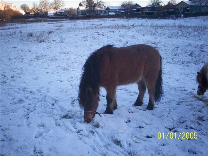 Anden særlig race Tino (solgt) billede 16