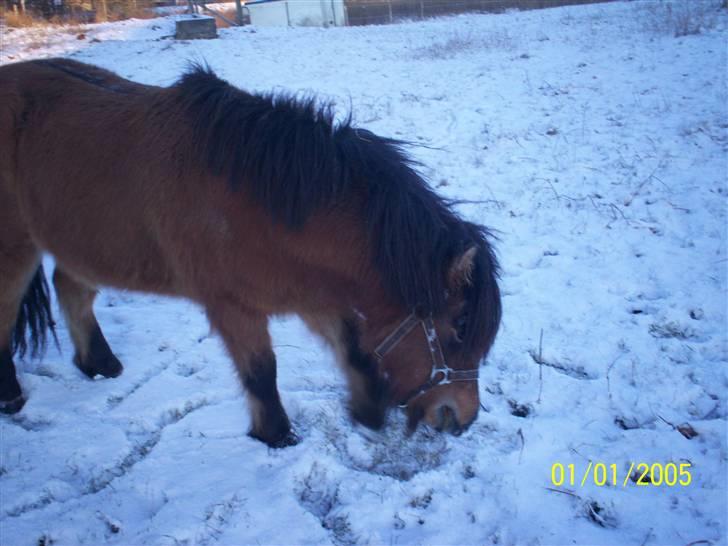 Anden særlig race Tino (solgt) billede 17