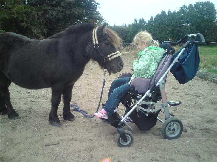 Anden særlig race stella aka madam :D - hej med dig :D .. de er nu ved at blive gode venner :D billede 4