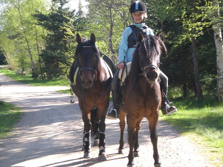 New Forest Pan (Panse Mandse) - 17.5.2010, vi har lige været en tur i skoven. billede 10