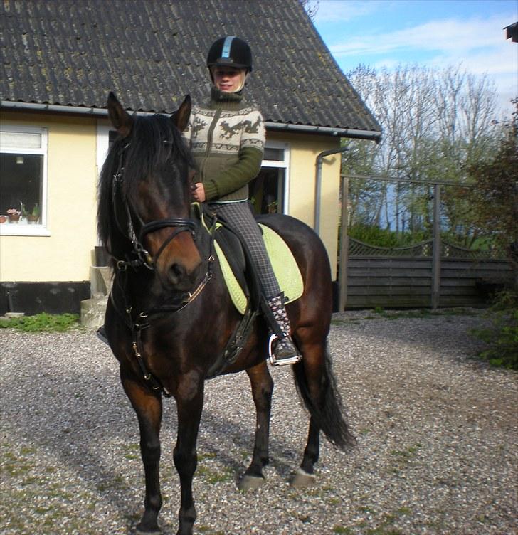 New Forest Pan (Panse Mandse) - Mig og Pan med mit fortøj, som er for stort til Viktor. billede 11