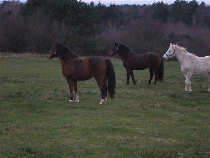 New Forest Pan (Panse Mandse) - Uhh - der kom en hundelufter på nabofolden (Boogie og Pan). billede 12