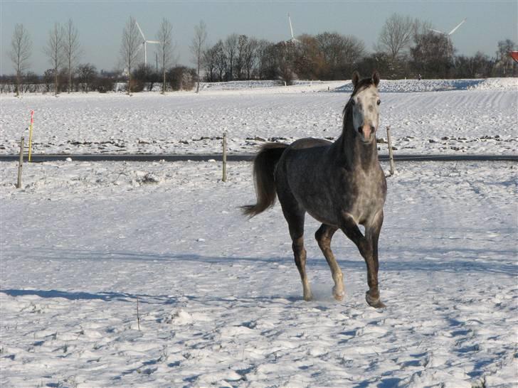 Arabisk fuldblod (OX) Dalicio billede 15