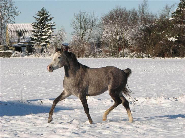 Arabisk fuldblod (OX) Dalicio billede 16