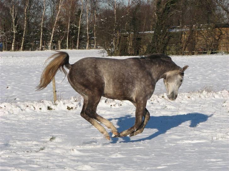 Arabisk fuldblod (OX) Dalicio billede 17