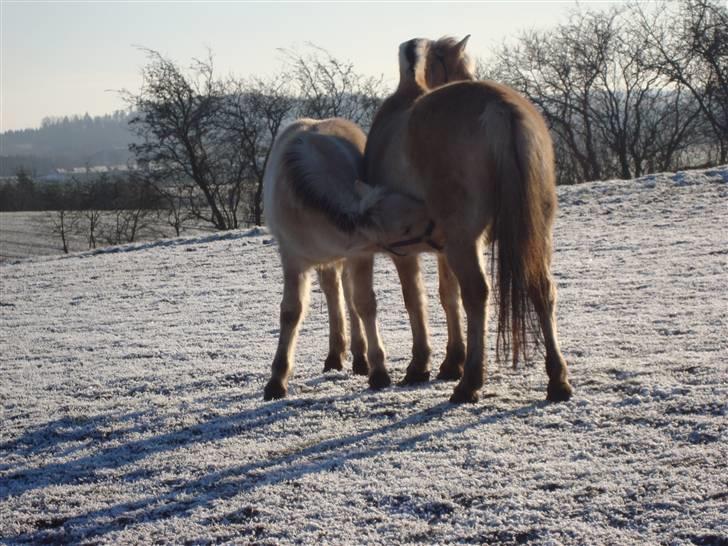 Fjordhest sofus, *SOLGT* - sofus dog stadig mors dreng? billede 14