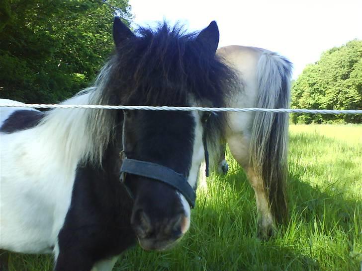 Anden særlig race Lasse * solgt * - Velkommen :p til lasses profil læg gerne en bedømmelse ;) billede 1