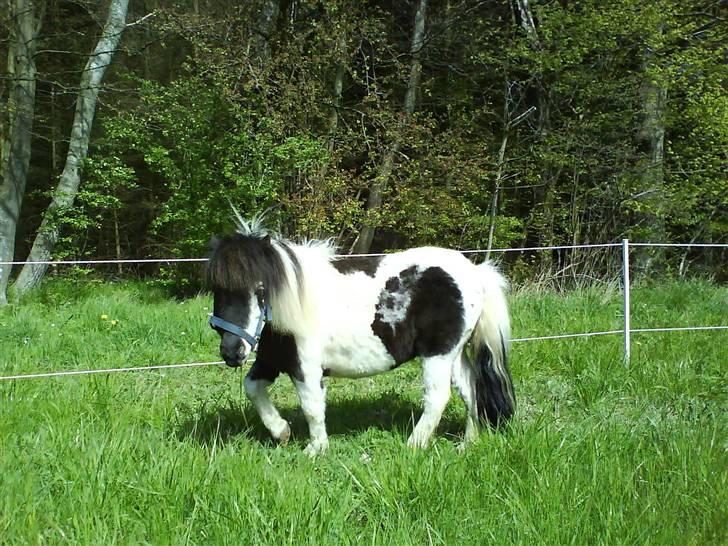 Anden særlig race Lasse * solgt * - Lilleskid ;p på fold billede 2
