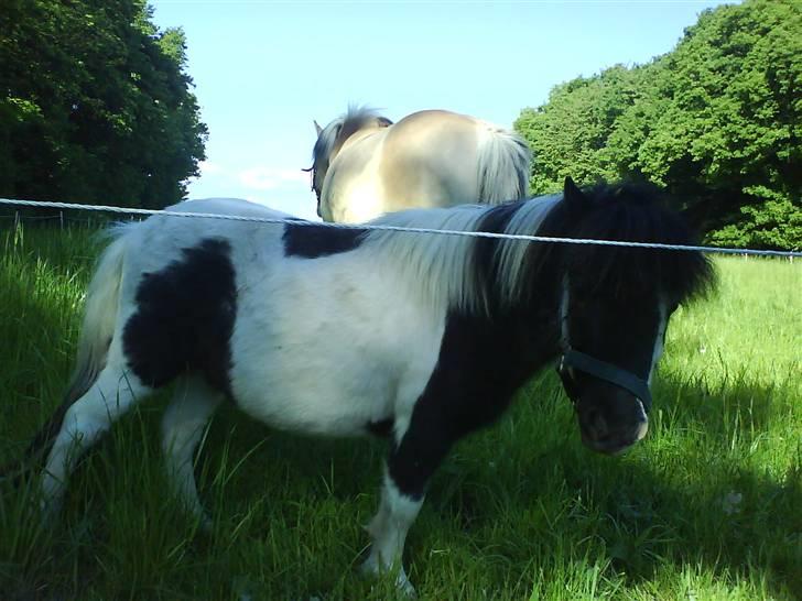 Anden særlig race Lasse * solgt * - Han er så sød :D billede 3