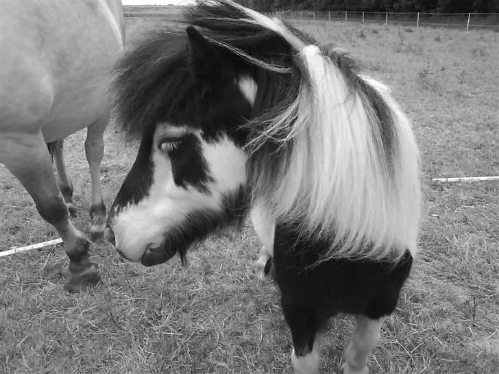 Anden særlig race Lasse * solgt * - Elsker dig <3 lasse skath billede 4