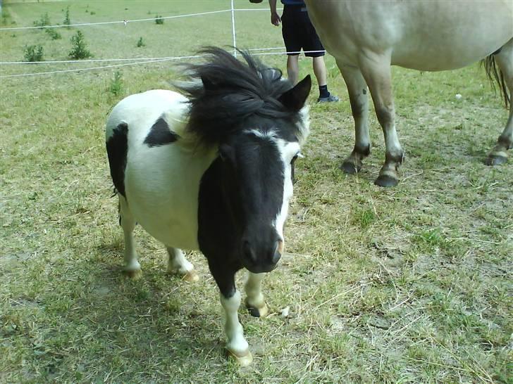 Anden særlig race Lasse * solgt * - <3333 billede 5