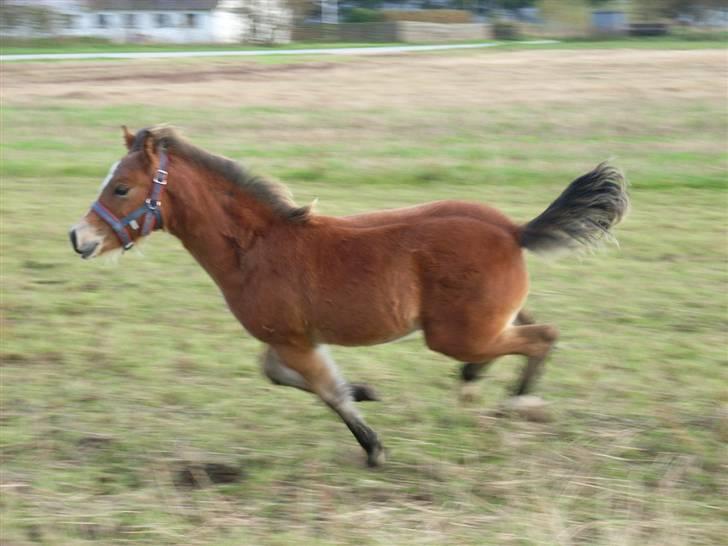 Welsh Pony (sec B) Rughaven Chivas - Fuld fart over feltet billede 19