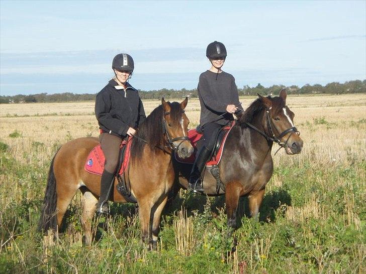 Welsh Pony (sec B) Rughaven Chivas - Bruno og Chivas på tur;D billede 13