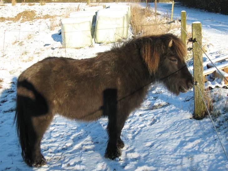 Anden særlig race stella aka madam :D billede 5