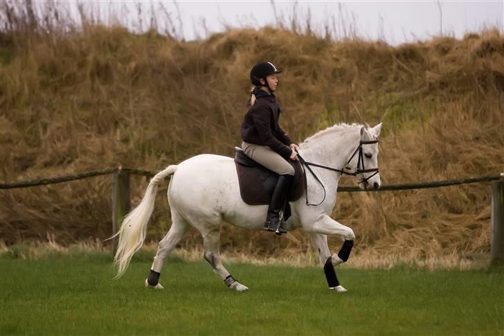 Welsh Cob (sec D) Silvermoon - Taget af JP-photo.dk. Prøve lige at se hendes forben <3 billede 13