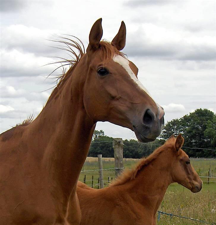 Fuldblod (XX) Mamaia (solgt) billede 6