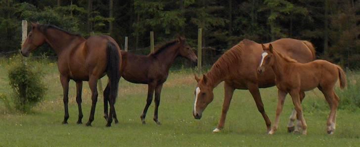 Fuldblod (XX) Mamaia (solgt) billede 7