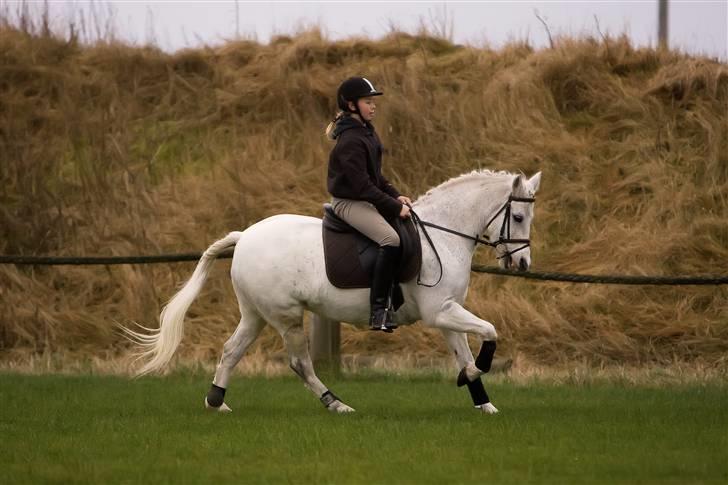 Welsh Cob (sec D) Silvermoon - Taget af JP-photo.dk. Prøve lige at se hendes forben <3 billede 14