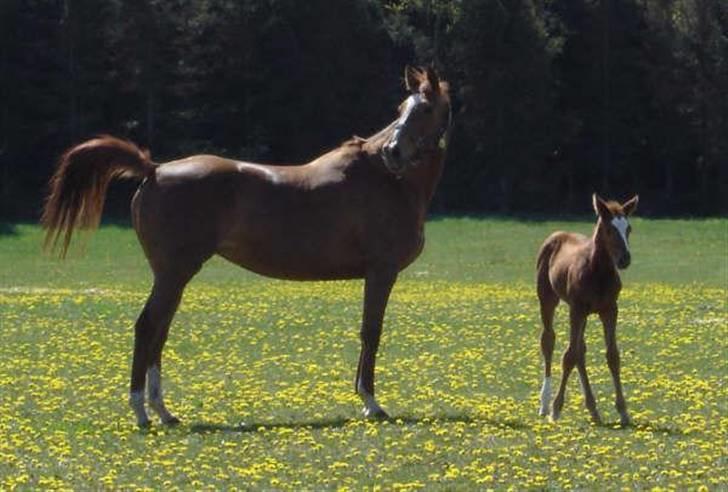 Fuldblod (XX) Mamaia (solgt) billede 8